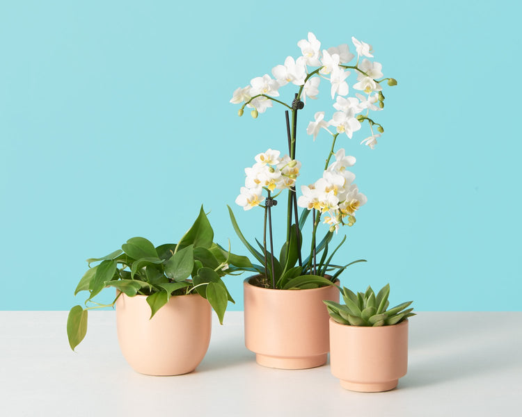 How To Repot an Orchid